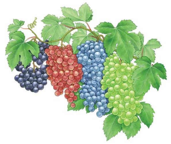 All About Growing Grapes